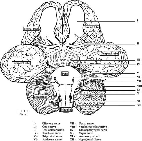 Anatomical diagram of elephant brain showing enlarged hippocampus and temporal lobe