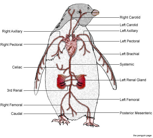 Diagram showing penguin counter-current heat exchange system in blood vessels
