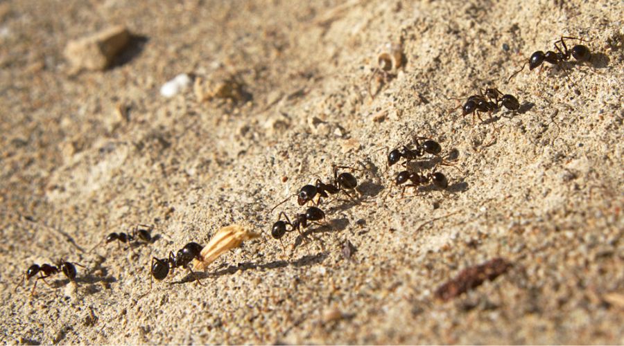 Time-lapse photograph showing glowing pheromone trails connecting ant nest to food sources