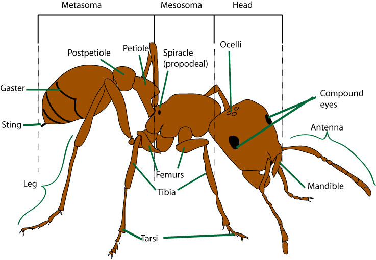 Diagram comparing ant colony structure to biological organism with labeled functional divisions