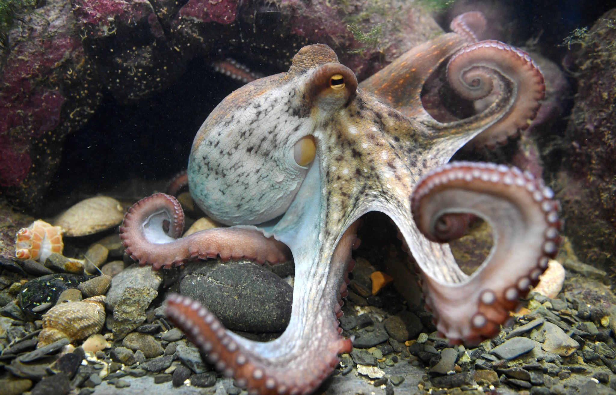 Octopus demonstrating problem-solving by opening a jar