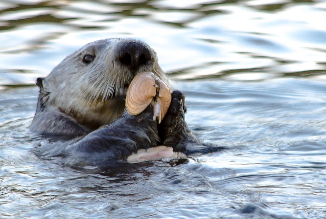 Sea otter using a rock to crack open a shellfish